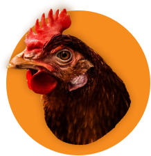 Курка бройлер